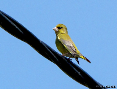 VERDERÓN (Chloris chloris)  - Progreso- CANELONES (Diciembre 2010)